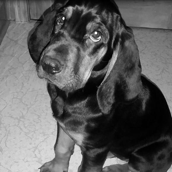 Meet your Posher, Brenda - Picture 1 of 1